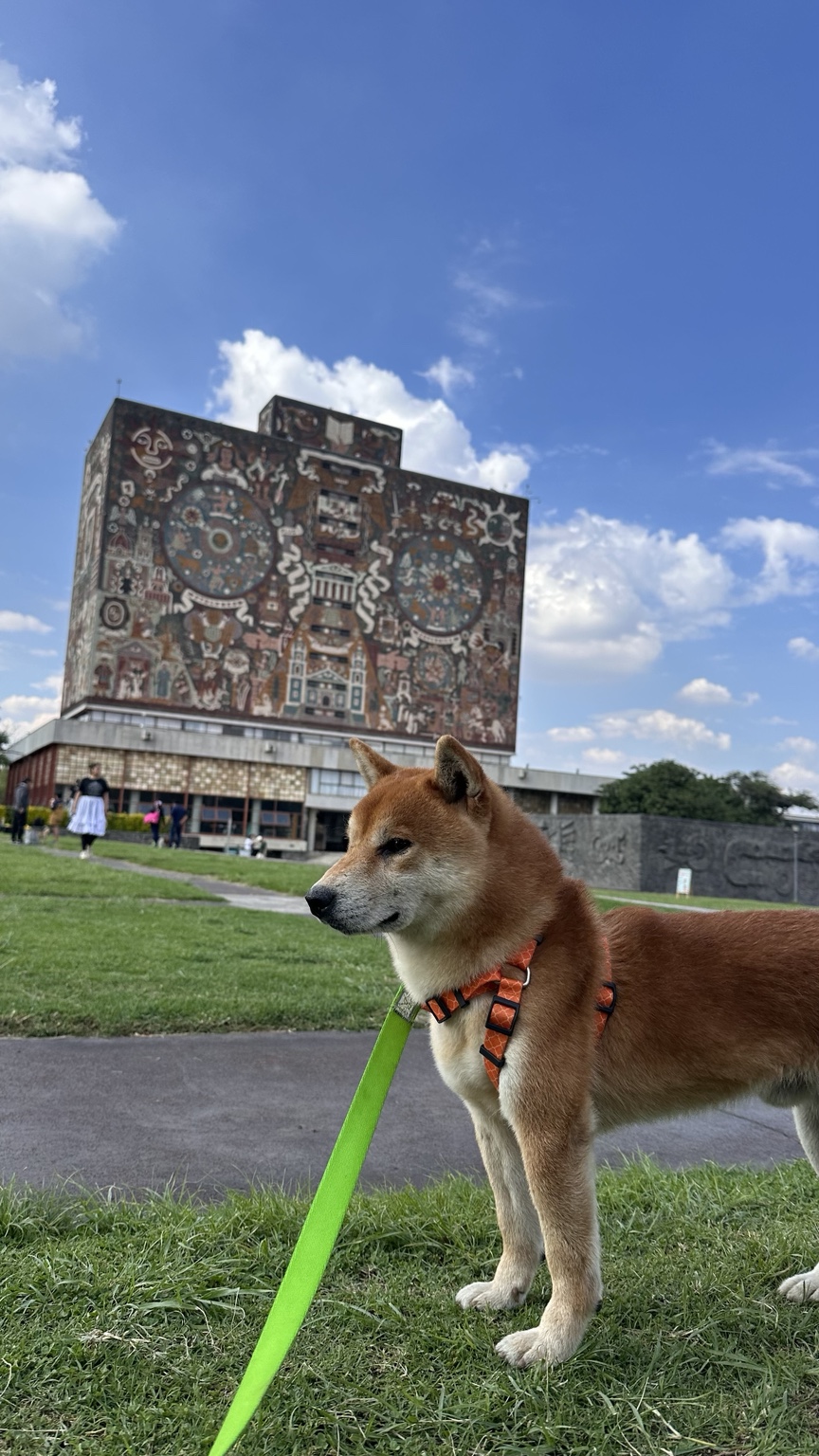 Daiden Shiba Inu